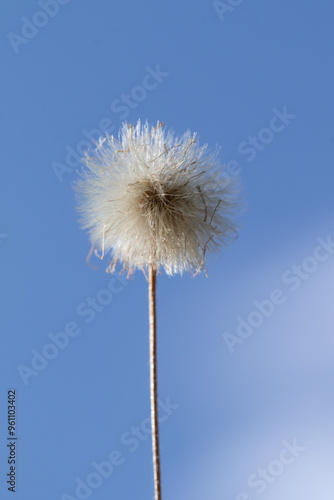 A single flower with a stem is in the center of the image