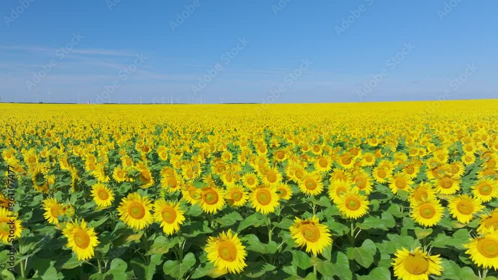 Bright Yellow Sunflower Fields With Wind Farm In Distant Background. closeup, wide drone shot Bright Yellow Sunflower Fields With Wind Farm In Distant Background. closeup, wide drone shot