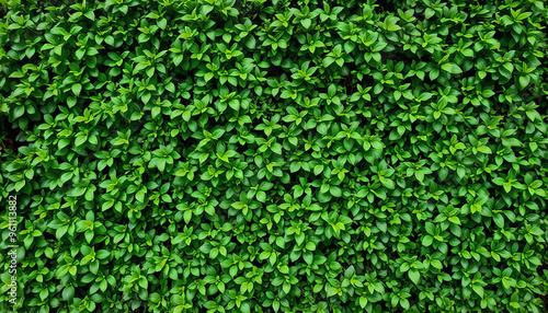 A Lush Green Hedge with Dense Foliage