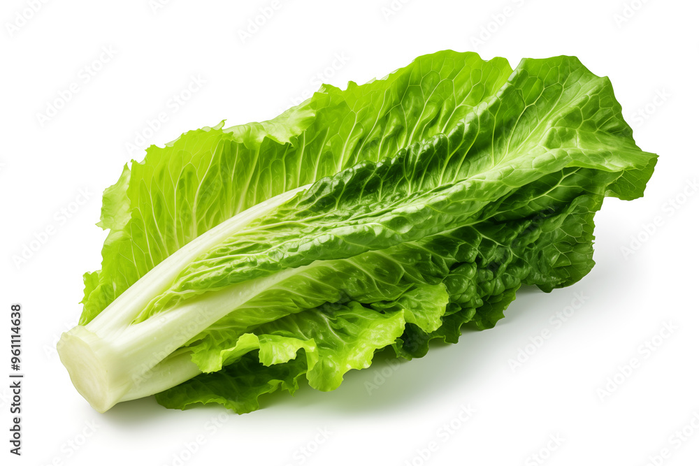 Lettuce leaves. Fresh romaine lettuce on a white background. Lettuce leaves. Fresh romaine lettuce on a white background.
