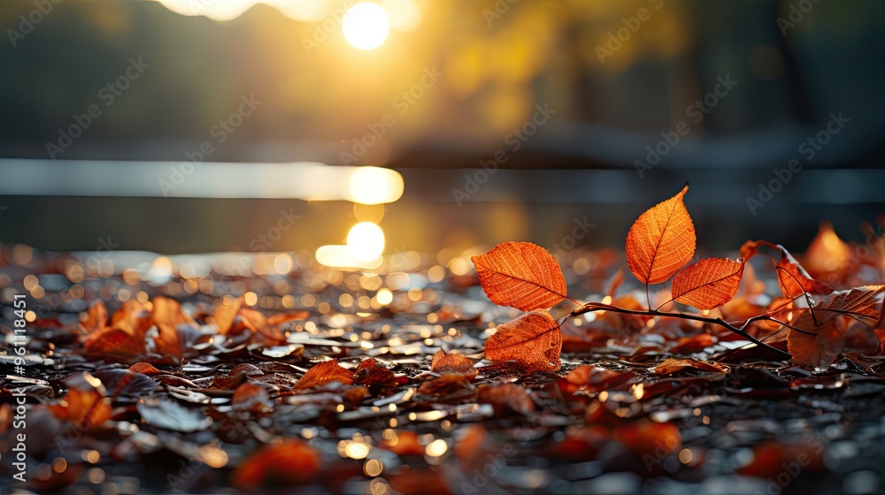 Sunlight passing through autumn trees photo Sunlight passing through autumn trees photo