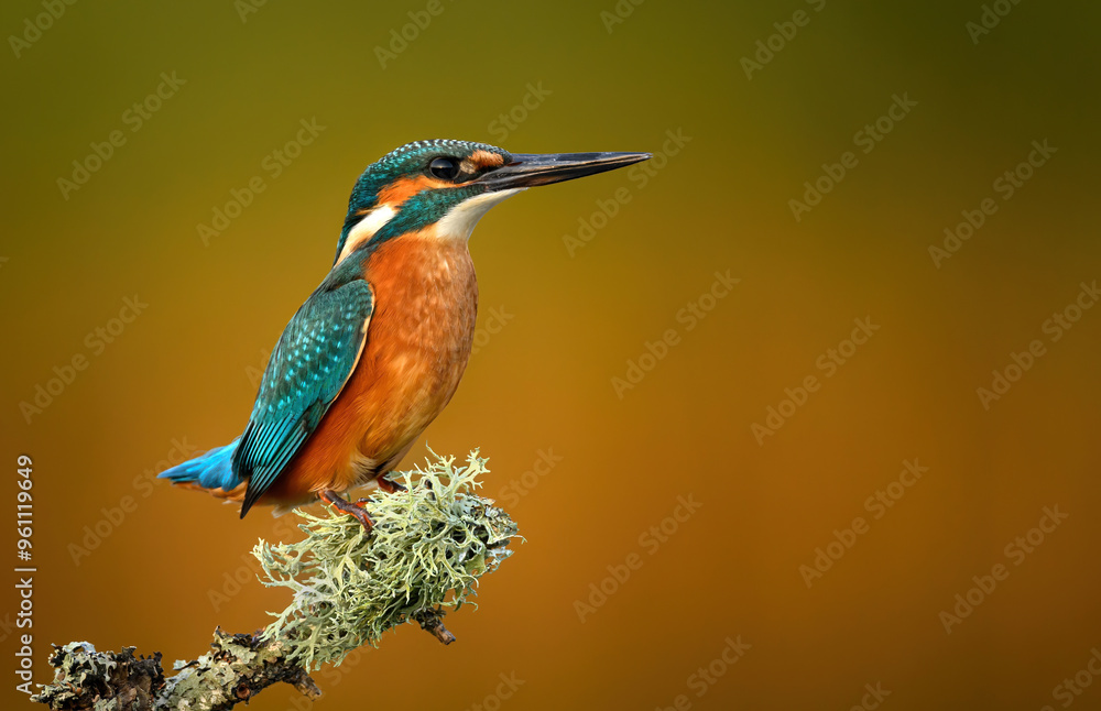 European Kingfisher ( Alcedo atthis ) close up European Kingfisher ( Alcedo atthis ) close up