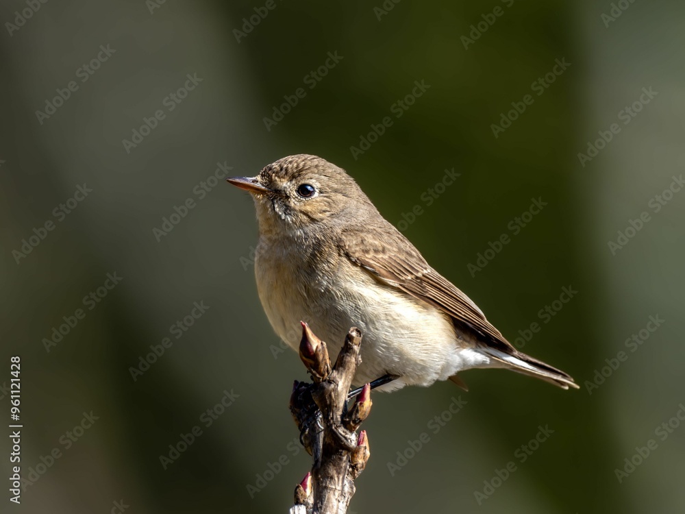Fototapeta premium 森の中で枝に留まって周りを見渡しているニシオジロビタキの雌