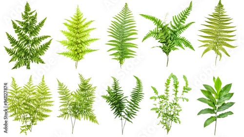 A diverse collection of lush green leaves, perfect for nature-themed designs, backgrounds, or creative projects.