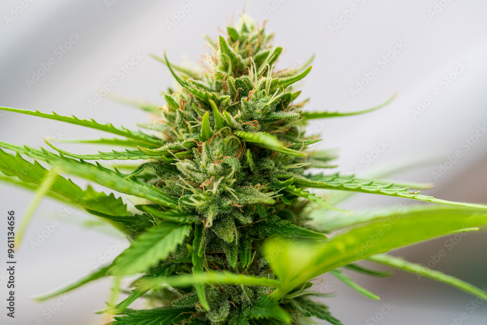 Cannabis buds with detailed trichomes before harvest phase with green bokeh background Cannabis buds with detailed trichomes before harvest phase with green bokeh background