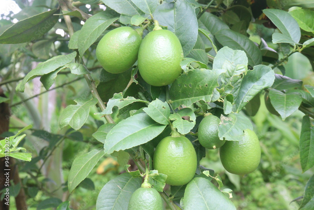 Lemons on tree in farm for harvest Lemons on tree in farm for harvest