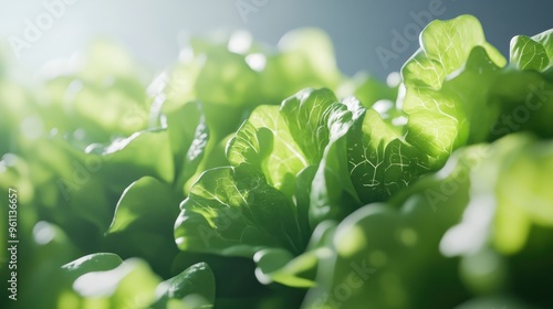 Fresh hydroponically grown lettuce showcased against a blank backdrop photo