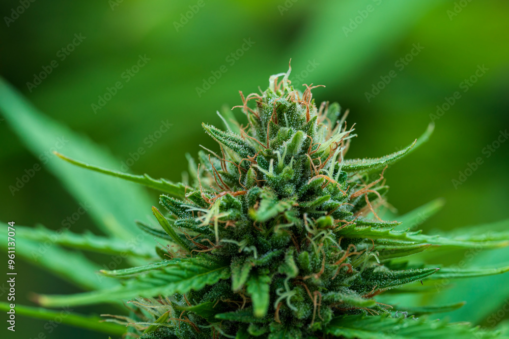 Green Cannabis blossom and the detailed trichomes embedded in their sugar leaves with soft bokeh background Green Cannabis blossom and the detailed trichomes embedded in their sugar leaves with soft bokeh background