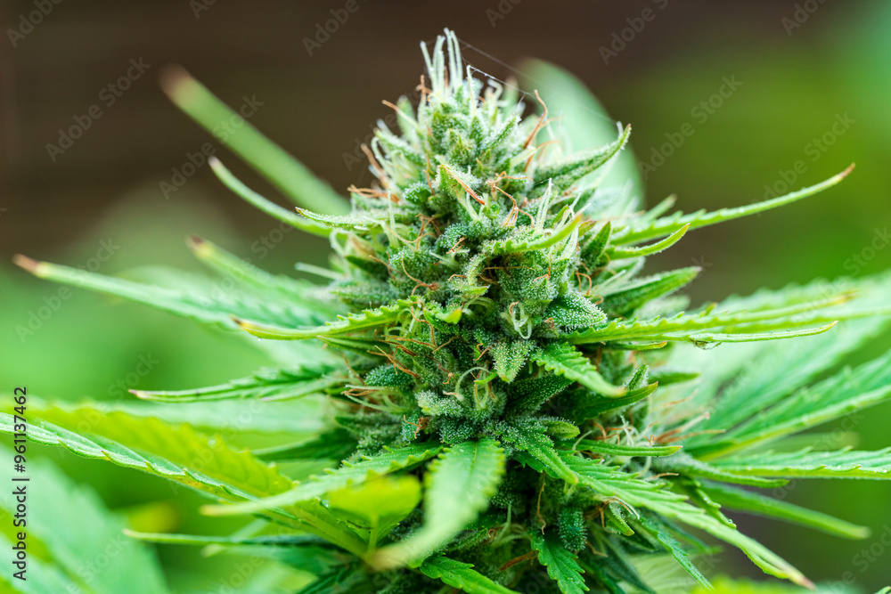 Green Cannabis blossom and the detailed trichomes embedded in their sugar leaves with soft bokeh background
