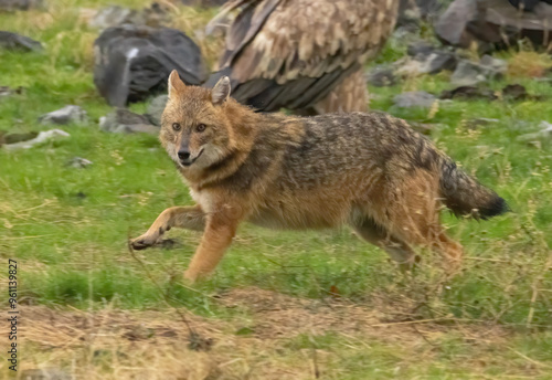 Golden Jackal in a natural habitat