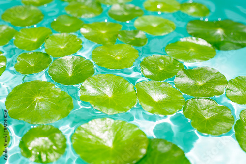 Centella asiatica in blue water photo