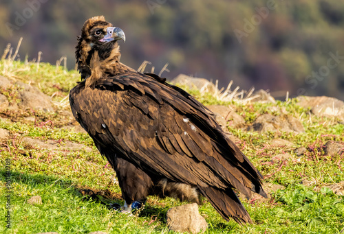Cinereous vulture sitting on feeding station