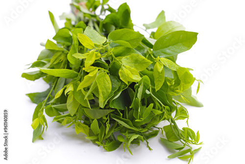 Green leaves of sauropus androgynus photo