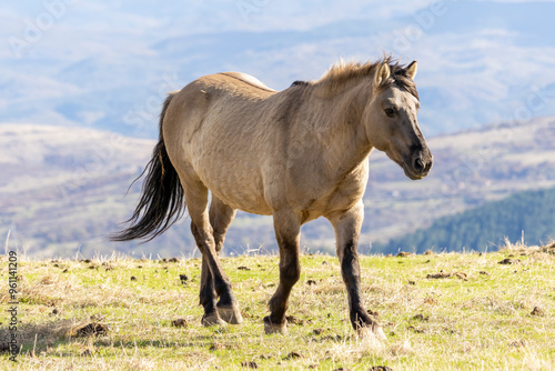 Semi wild horses (Tarpans) reintroduced in Bulgaria