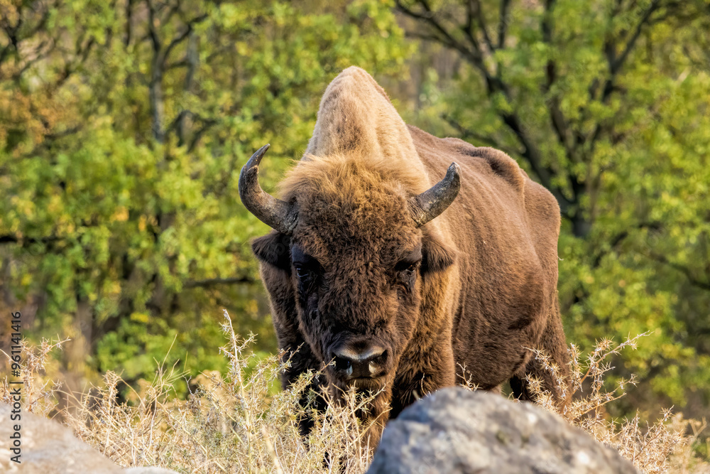 Fototapeta premium European Bison reintroduced on the Balkans