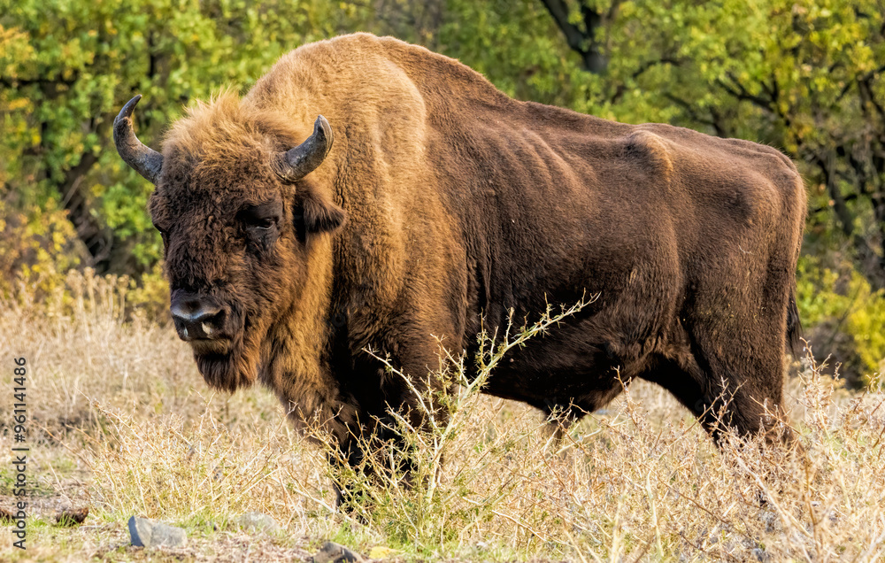 European Bison reintroduced on the Balkans European Bison reintroduced on the Balkans