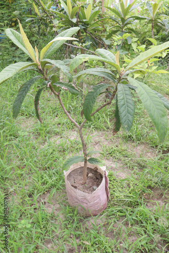 Loquat fruit plant on nursery photo