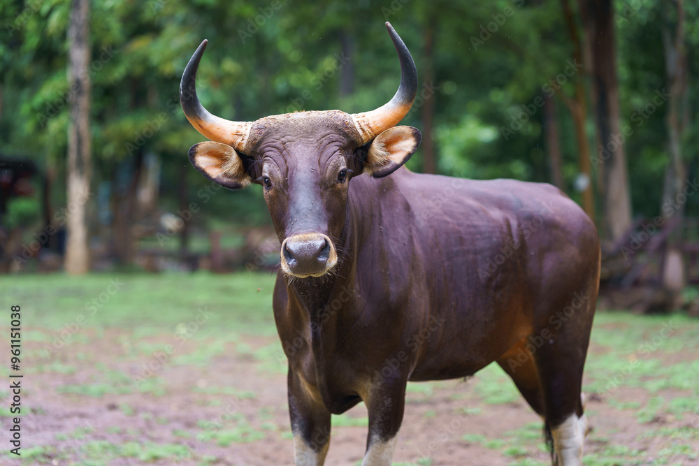 Yong Bos Javanicus, Banteng, Taurus, or Red Cow in the green natural forest it is a type of wild cattle in a wildlife sanctuary in Thailand and Southeast Asia. Yong Bos Javanicus, Banteng, Taurus, or Red Cow in the green natural forest it is a type of wild cattle in a wildlife sanctuary in Thailand and Southeast Asia.
