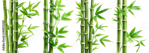 Obraz  z motywem Set of green bamboo stems with leaves, cut out