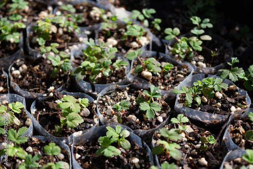 Nursery with Polylepis australis seedlings reforest the native forest