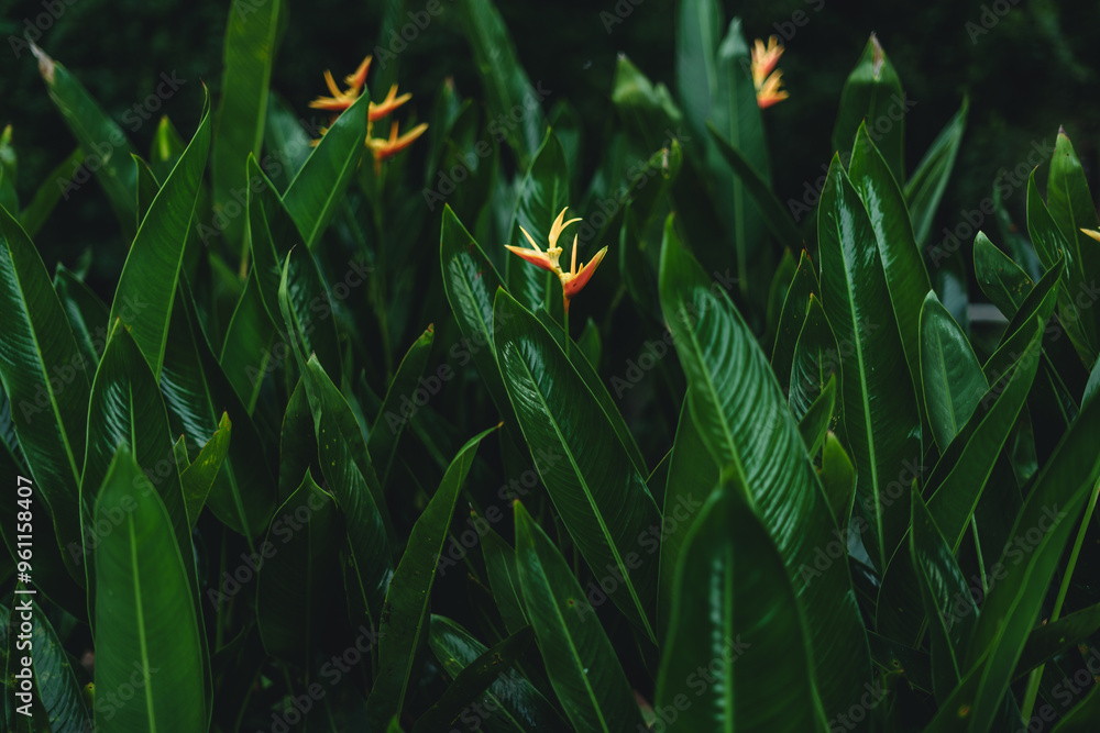 flower on dark tropical foliage nature background flower on dark tropical foliage nature background