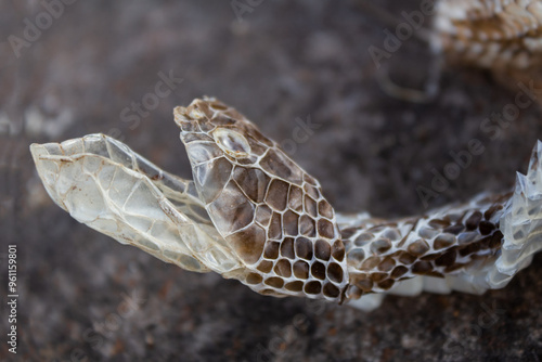 shedding of a yarara snake