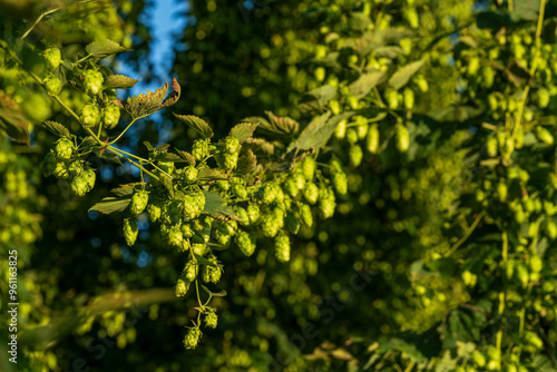 Green Bavarian Hops Dolden in close up view with soft bokeh green background  photo