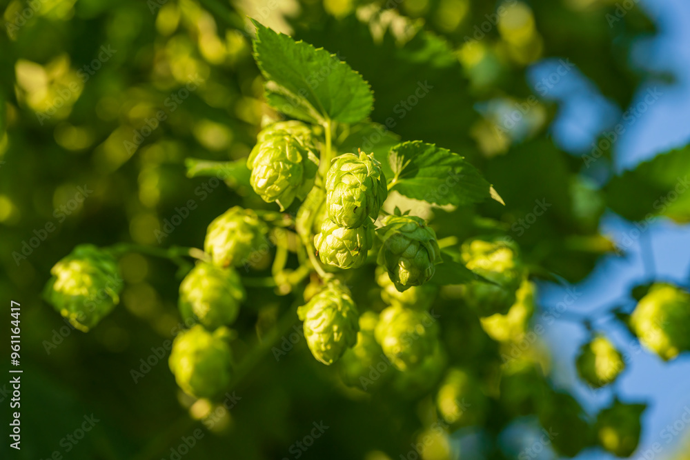 Green Bavarian Hops Dolden in close up view with soft bokeh green background Green Bavarian Hops Dolden in close up view with soft bokeh green background