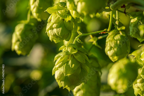 Bavarian Hops Dolden in close up view with soft bokeh green background  photo