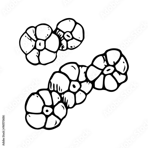 Sea Barnacle colony simple line vector illustration of ocean coral animals. Black and white ink sketch in minimalist style for marine and nautical designs
