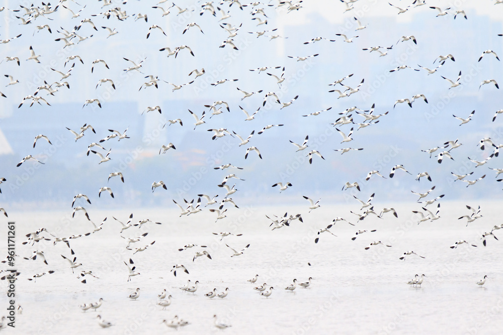 Large Flock of Pied Avocets in Flight Over Water, Mai Po Natural Reserve, Hong Kong Large Flock of Pied Avocets in Flight Over Water, Mai Po Natural Reserve, Hong Kong