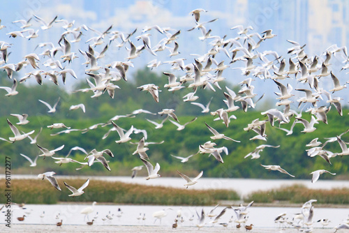 Black-headed Gulls in Flight Over Wetland, Mai Po Natural Reserve, Hong Kong photo