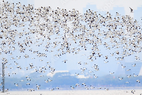 Pied Avocets in Large Flock During Winter Migration in Hong Kong