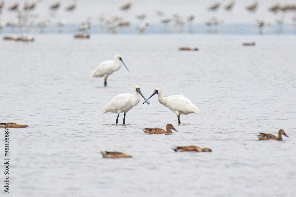 Spoonbills Standing and Feeding in Shallow Water, Mai Po Natural Reserve, Hong Kong Spoonbills Standing and Feeding in Shallow Water, Mai Po Natural Reserve, Hong Kong