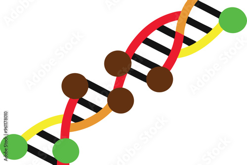 DNA Molecule Structure A Detailed Look at Its Components and Design
