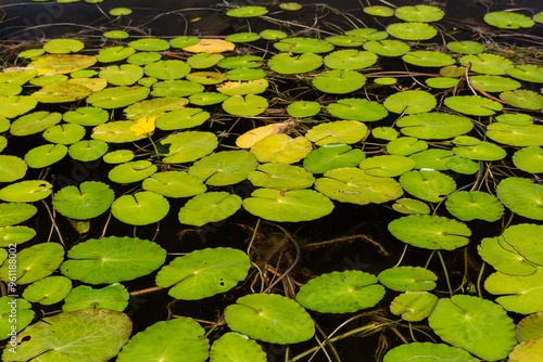 Yellow water lily, large floating leaves and yellow flower. Nuphar lutea. Valparaiso Reservoir, Zamora, Castile and Leon, Spain. photo