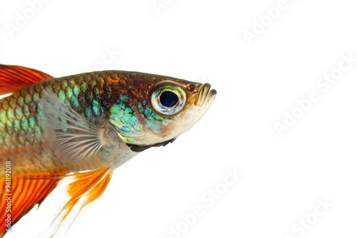 Mystic portrait of Mosaic Guppy Fish in studio, copy space on right side, Close-up View, isolated on white background