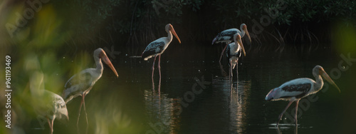 banner background of the mangrove forest, a group of ornithologists studied a wild flock of birds, deepening their understanding of wildlife and the intricate behaviors of these fascinating animals. photo