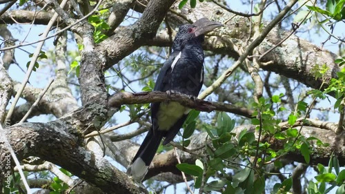 Helmeted Kaalo - Hornbill, Mount Kenya photo