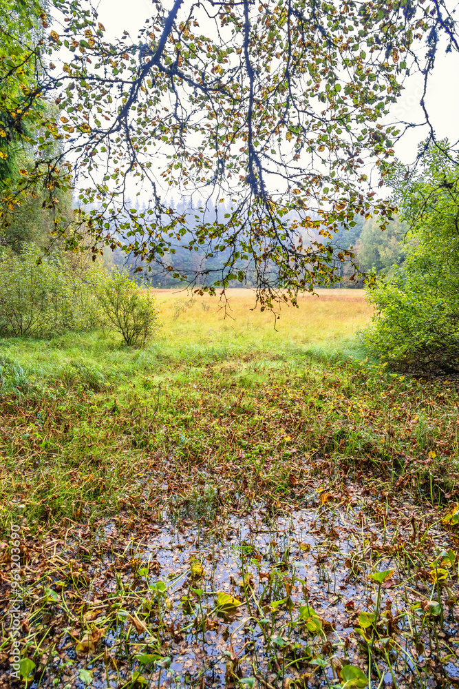 Wet swamp in a forest at autumn Wet swamp in a forest at autumn
