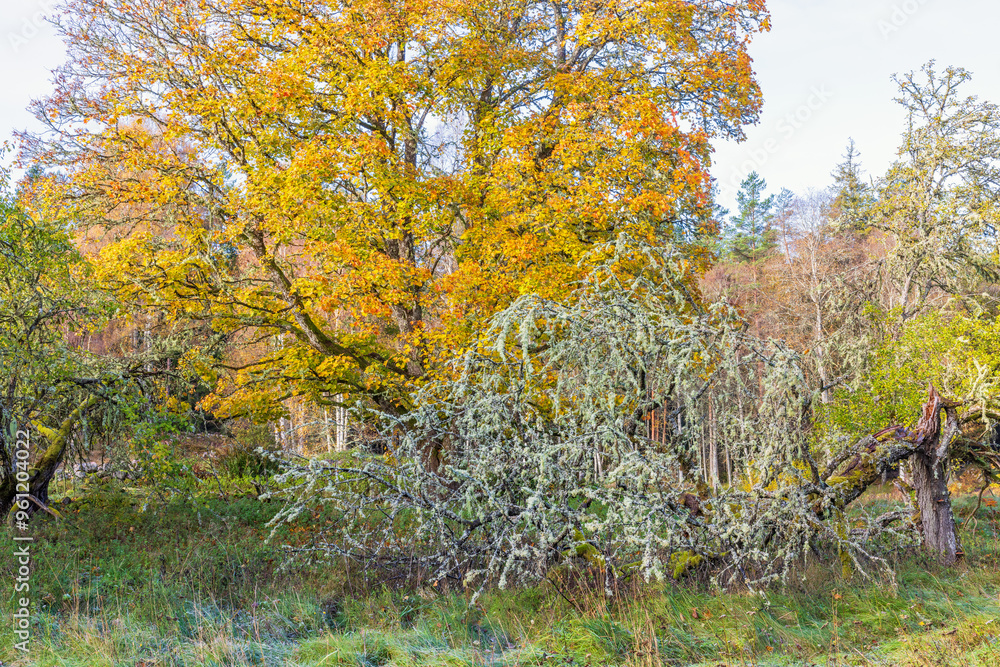Grove of trees in autumn colors and a tree with lichens Grove of trees in autumn colors and a tree with lichens