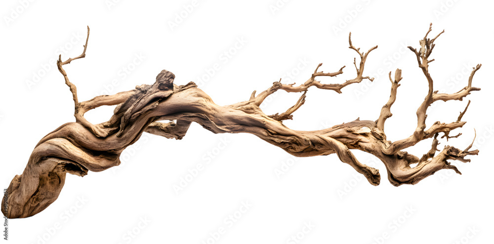Dry branch png isolated on transparent background Dry branch png isolated on transparent background