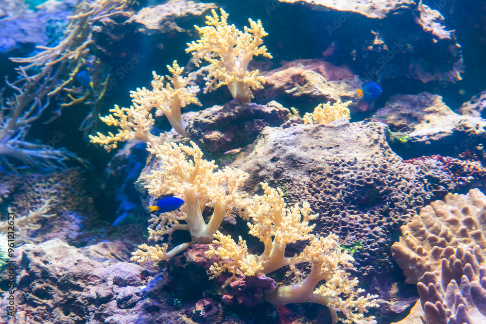 Obraz premium Close-up of corals at the National Museum of Marine Biology and Aquarium in Kenting National Park of Pingtung, Taiwan.