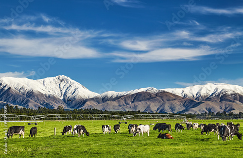 Beautiful landscape with grazing cows