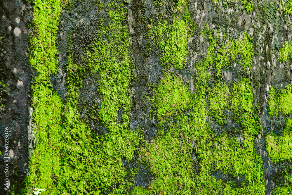 A wall covered in green moss and a few letters. The letters are not clear, but they appear to be in the middle of the wall A wall covered in green moss and a few letters. The letters are not clear, but they appear to be in the middle of the wall