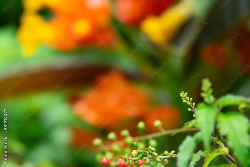 A close up of a plant with green leaves and orange flowers. The flowers are small and clustered together A close up of a plant with green leaves and orange flowers. The flowers are small and clustered together