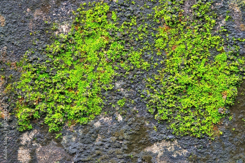 A wall covered in green moss and lichen A wall covered in green moss and lichen