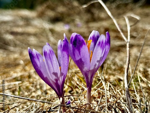 purple crocus flowers photo