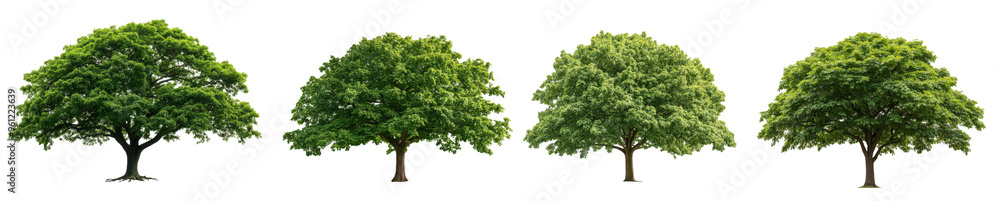 Four trees of varying sizes, aligned in a row, growth progression Four trees of varying sizes, aligned in a row, growth progression