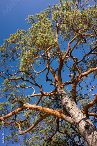 A majestic pine tree reaches for the sky against a clear blue sky.